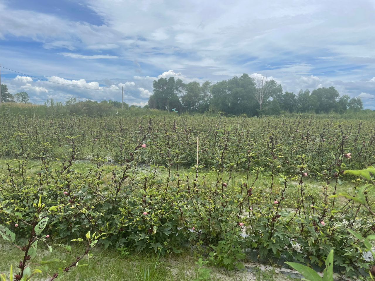 Plantation Surveying and Mapping